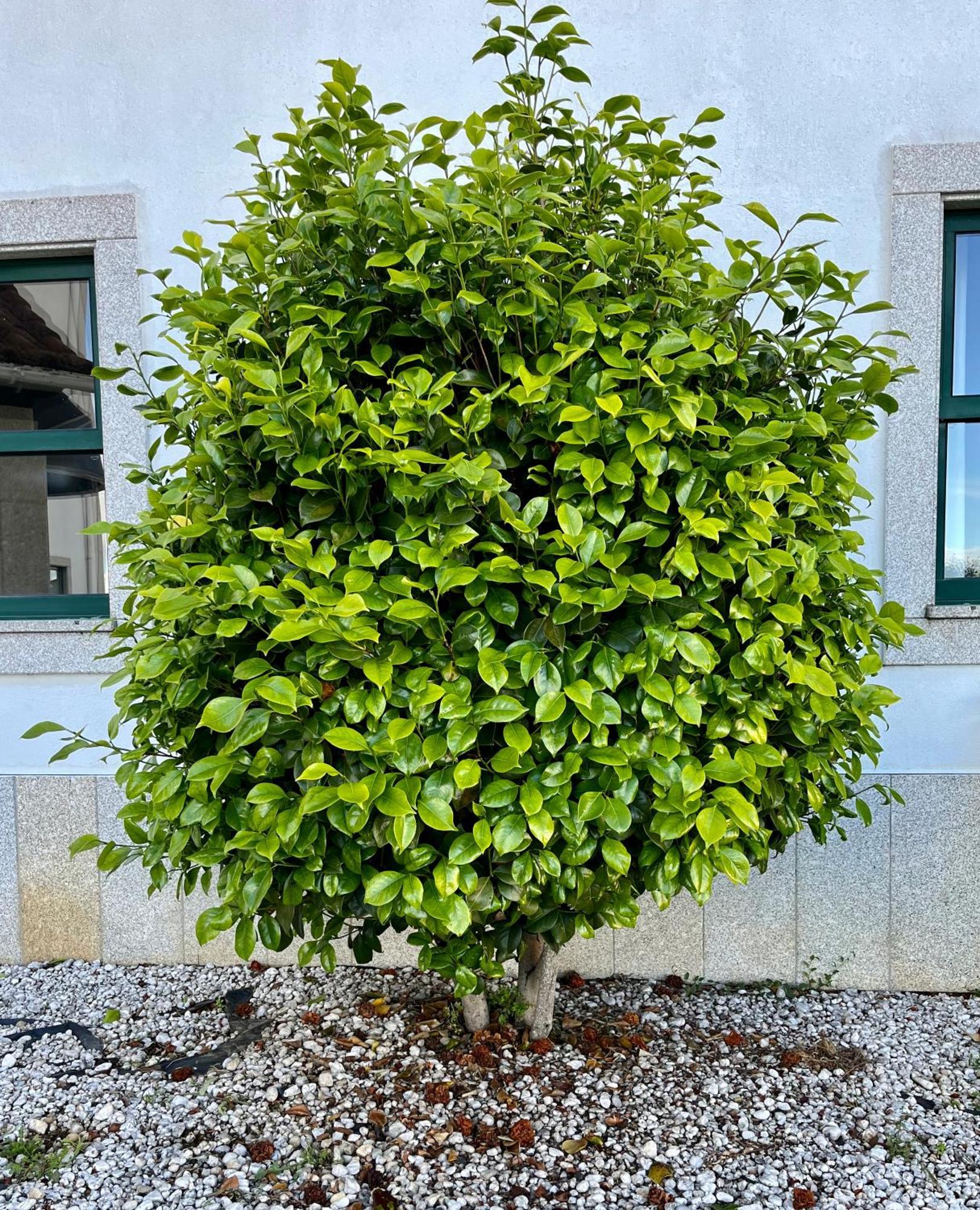 Vinhais Hotel Exterior photo